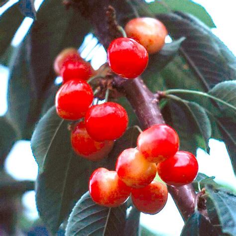 Rainier Sweet Cherry Cherry Trees Stark Bros
