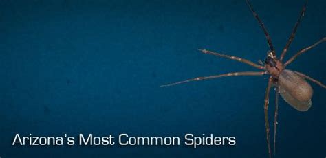 Common Spiders In Arizona Black Widow Brown Recluse And More Common