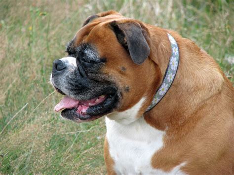 Boxer Dog Free Stock Photo Public Domain Pictures