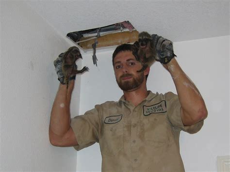 Let wild animals be wild. Raccoon In The Ceiling - How to Get Raccoons out of the ...