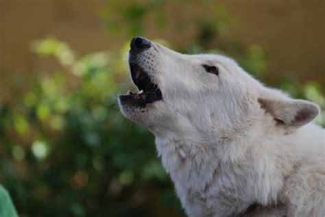 Arctic Wolf Kenai San Diego Zoo Backstage Pass Flickr