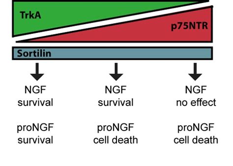 IJMS  Free FullText  ProNGF, but Not NGF, Switches from Neurotrophic