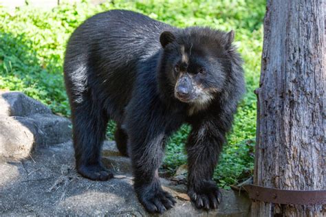 Andean Bear Cubs Born At The National Zoo Wtop News Trendradars