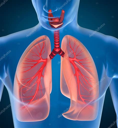 Anatomía Del Sistema Respiratorio Humano 2023