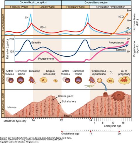 Gonadotropin Control Of The Ovarian And Endometrial Cycles Reproduced