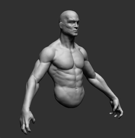 Human male anatomy, limbs and hip muscular and skeletal systems, front view. Male Upper Body 02 3D Model OBJ ZTL | CGTrader.com