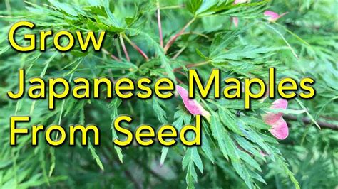 Japanese Maple Tree Seeds Seeds Craft Supplies And Tools