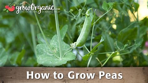 Growing Organic Peas In Your Garden Youtube