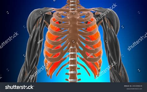 Innermost Intercostal Muscle Anatomy Medical Concept Stock Illustration