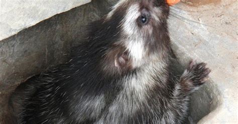 Poisonous Giant Rat Makes For Hairy Predator Cbs News
