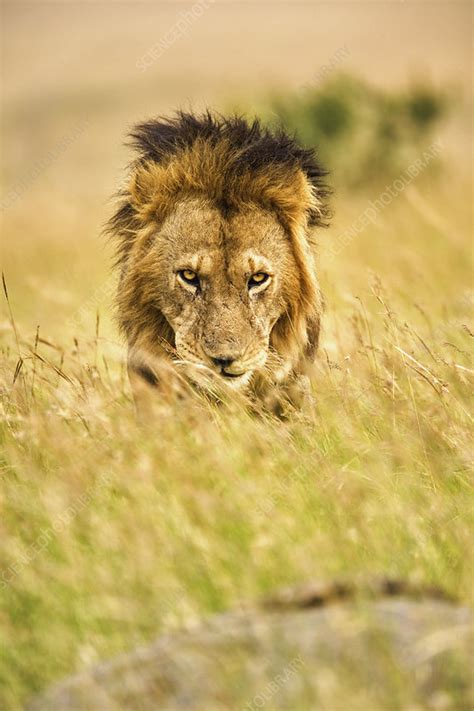 Adult Male Lion Stock Image C0039500 Science Photo Library
