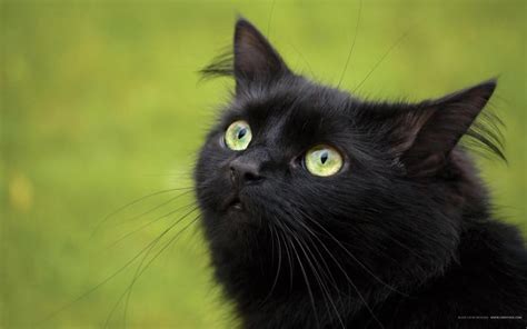 Hd Black Cat Looks High Quality Wallpaper Download Free 140990