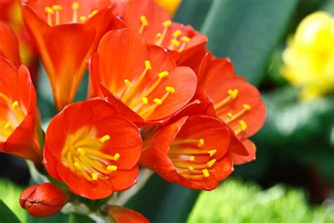30 Most Popular Types Of Red Flowers For Your Garden A To Z