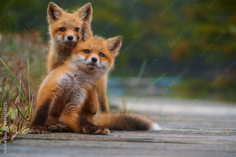 Wild Baby Red Foxes Cuddling At The Beach June 2020 Nova Scotia