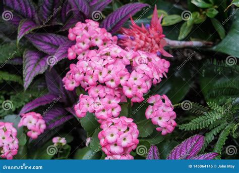 A Bunch Of Pink Flowers In The Rainforest Stock Image Image Of Birds