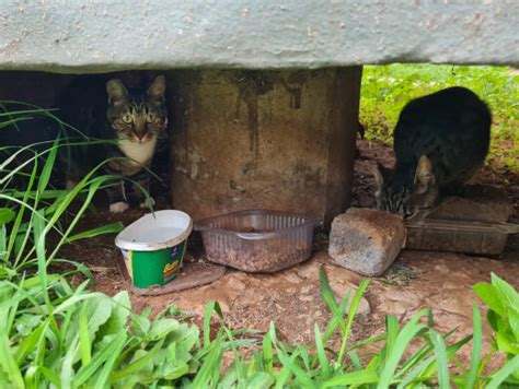 Caring For 12 Feral Cat Colonies In Vanderbijlpark Sedibeng Ster