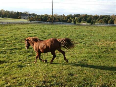 curly horse images  pinterest curly horse horses  american