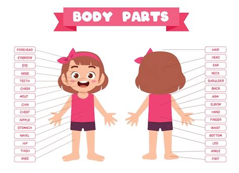 Feliz Lindo Niño Niña Cuerpo Parte Anatomía Vector Premium