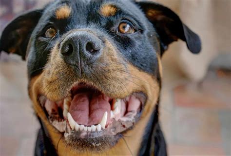 8 Things To Know Before Getting A Rottweiler Pitbull Mix Pawleaks