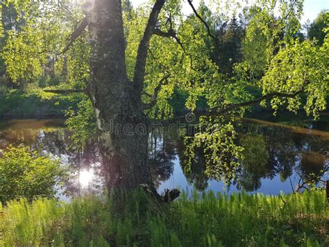 Beautiful Forest Scene Lake Or River In The Spring Forest Stock Photo