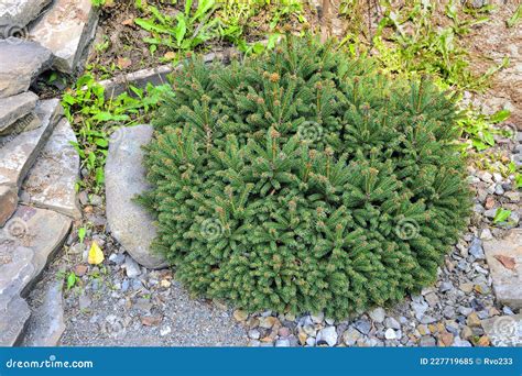 Dwarf Coniferous Shrub Of Spruce Or Picea Abies Nidiformis Stock Image