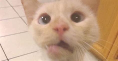 Cat With Crooked Jaw Has Cutest Quirky Smile Thanks To Surgery Tlc Huffpost