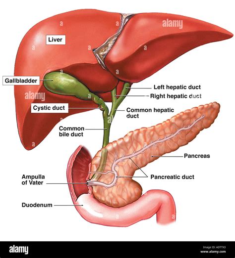 Anatomy Of The Hepatic And Pancreatic Ducts Stock Photo Alamy