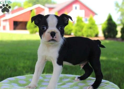 We typically do not vaccinate for leptop until our dogs are one most breeders do one fecal test that tests a group sample collected for all puppies. Boston Terrier Breeders Near Me | Pitbull Puppies
