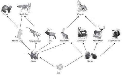 Frontiers | Conservation Actions in Multi-Species Systems: Species