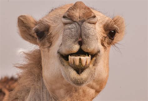 Slideshow 1208 01 Camel Showing Its Teeth In Livestock Market