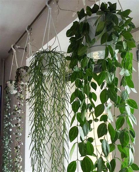 30 Cozy Hanging Plant Decor Ideas To For Your Garden Who Doesnt