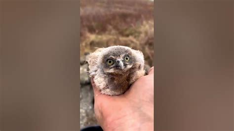 A Funny Owls And Cute Owl Compilation Youtube