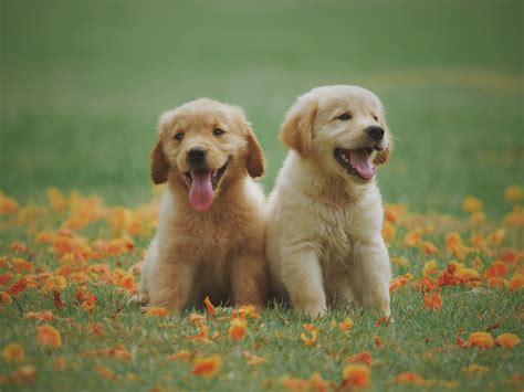 Two Yellow Labrador Retriever Puppies · Free Stock Photo