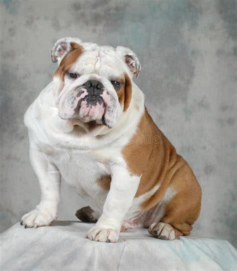 English Bulldog Portrait Stock Image Image Of Canine 36129745