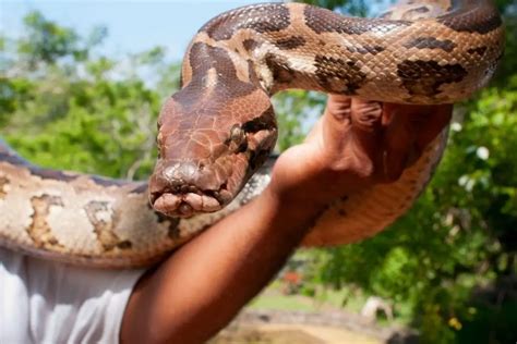 Top 6 Largest Pet Snakes With Pictures