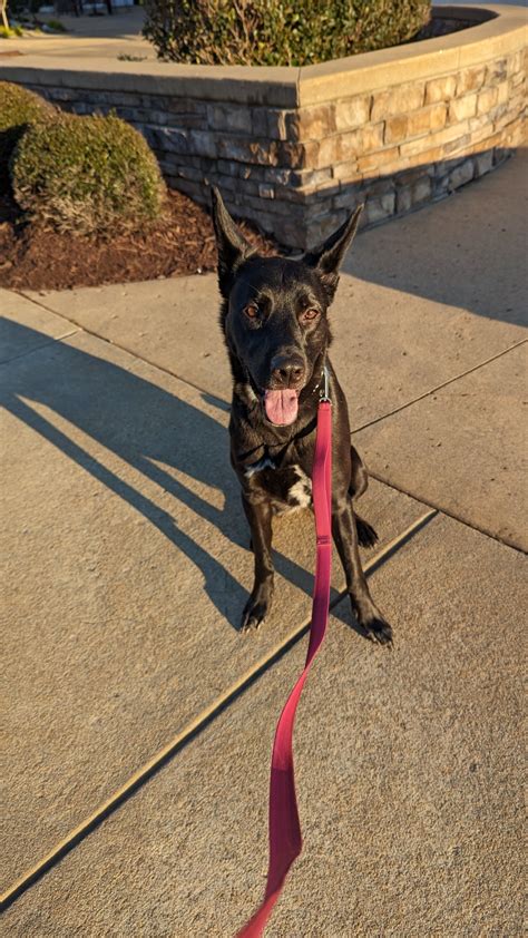 Adopt Sol a Black - with White German Shepherd Dog / Mixed dog in