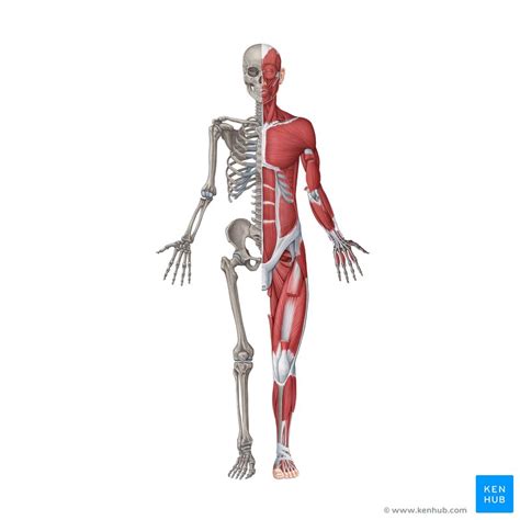 Simple Human Skeleton Diagram Labeled Human Anatomy
