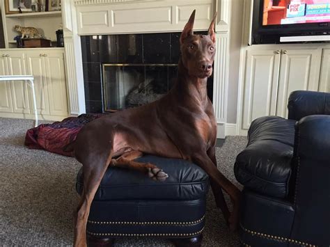 Pin By Ron Schwartz On Dobermans Working Dogs And Other Large Breeds