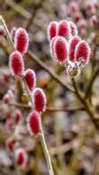 Salix Gracilistyla Mount Aso Rose Gold Pussy Willow Online