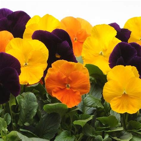 Pansy Matrix Harvest Mix Pansy From Plantworks Nursery
