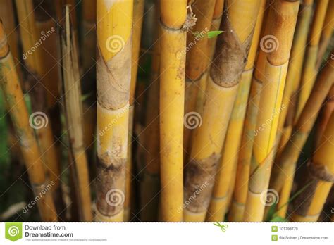 Golden Bamboo Hedge Stock Image Image Of Trees Hedge 101798779