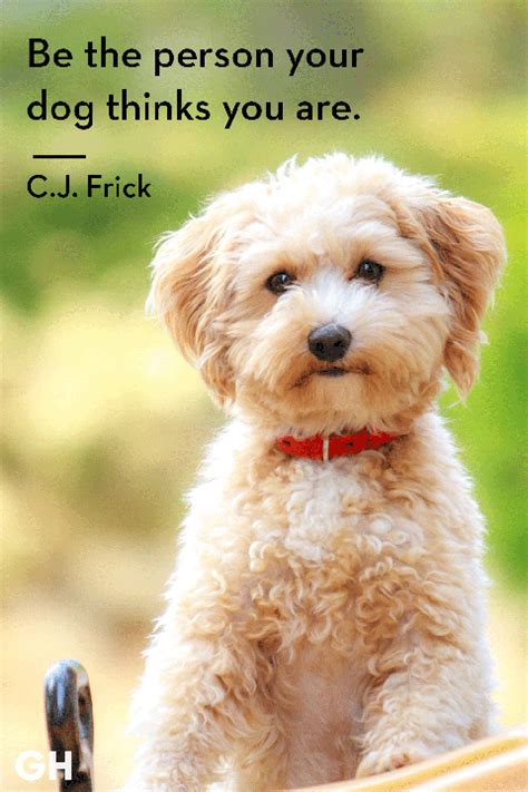 From musings on life with a dog to funny anecdotes to downright sassy sayings, we've rounded up the. 30 Dog Quotes That Every Animal Lover Will Relate To ...