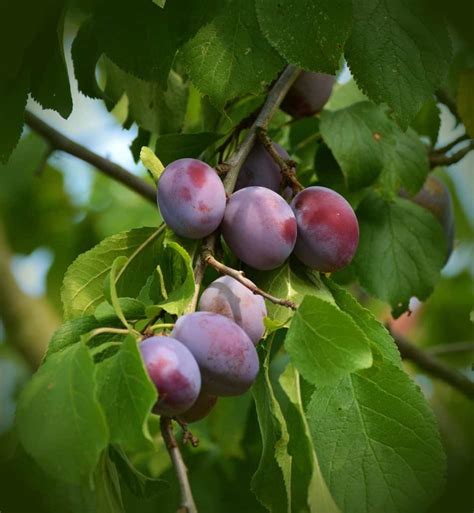 When To Prune Plum Trees In The Uk Garden And Diy Blog