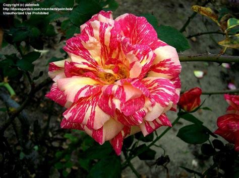 Plantfiles Pictures Floribunda Rose Fiesta Rosa By Palmbob