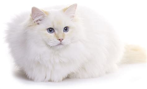 Weiße Katzenrassen Die Beliebtesten Weißen Katzenrassen Und Ihre