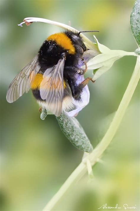 Bumblebees are robust and hairy, often black with. 321 best bee loved images on Pinterest | Bees, Honey bees ...