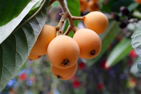 A History Of Loquats In Orange County And How So Many Ended Up In