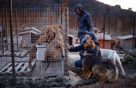 Racing To Save The Stray Dogs Of Sochi The New York Times