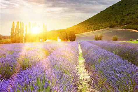 Sunset Over A Lavender Field Stock Photo Image Of Crop Aroma 94827920