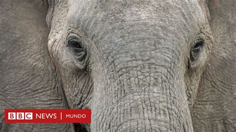 El Estudio Que Revela C Mo Los Elefantes Machos Y Viejos Juegan Un Rol